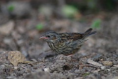 David Plant Photography - Wildlife Photographer - Dunnock juvenile - C
